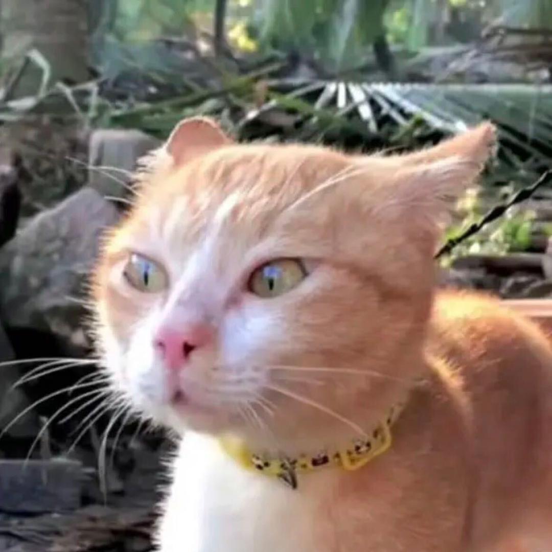 聪明的小猫
