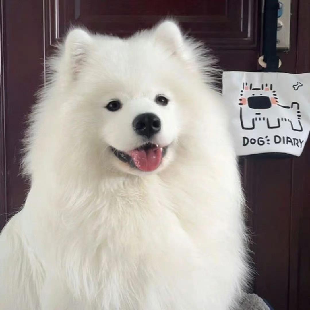 狗不理猫