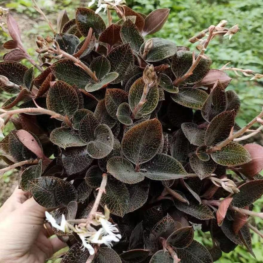 丰收年小陈爱种养殖