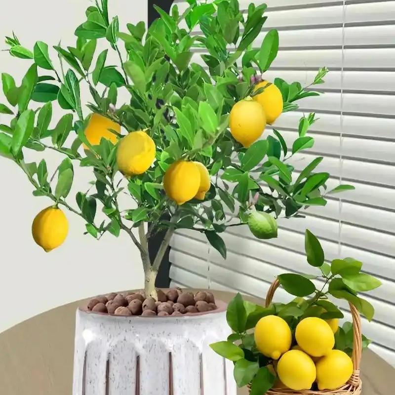 佳果屋种植果树苗木专卖店