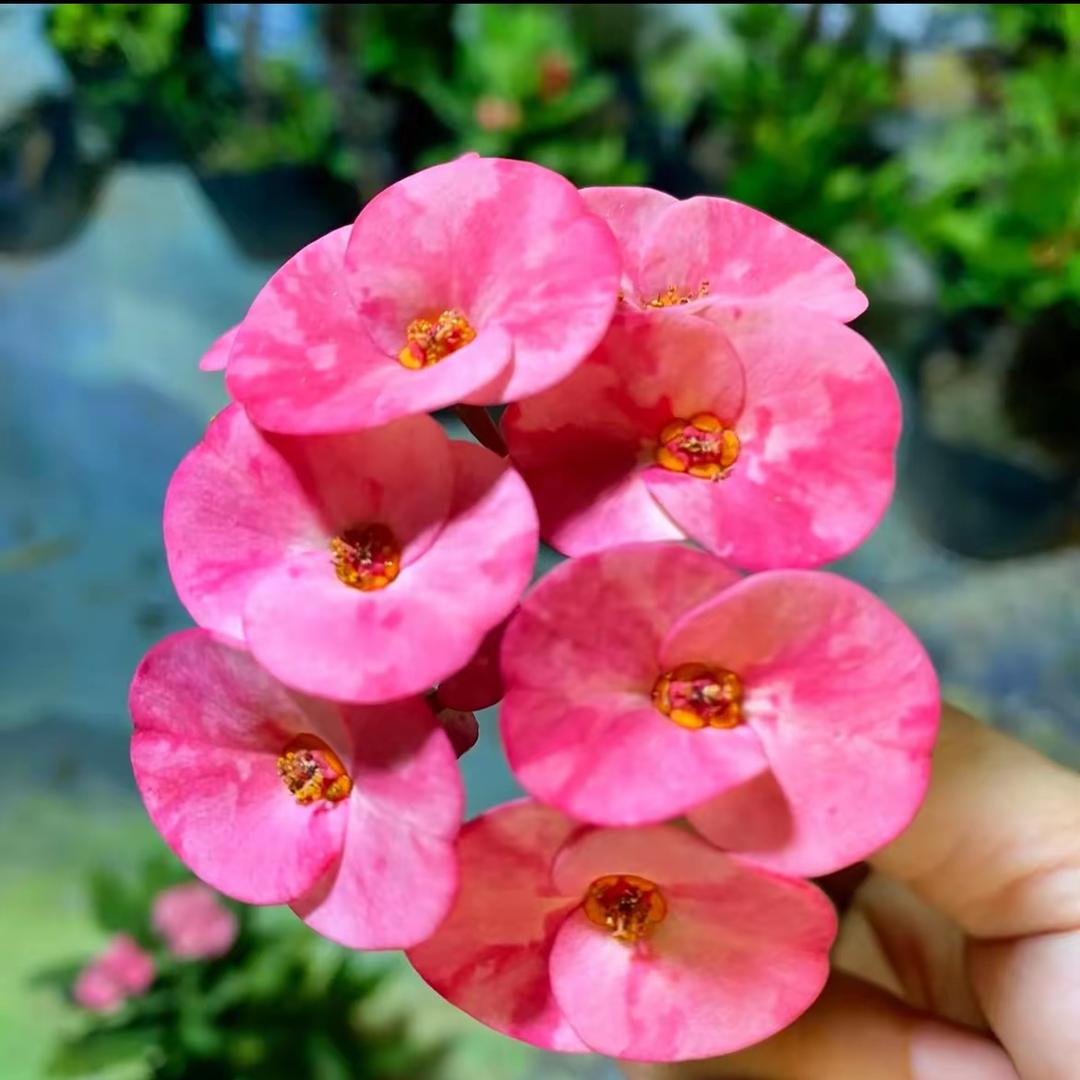 亦菲花卉绿植