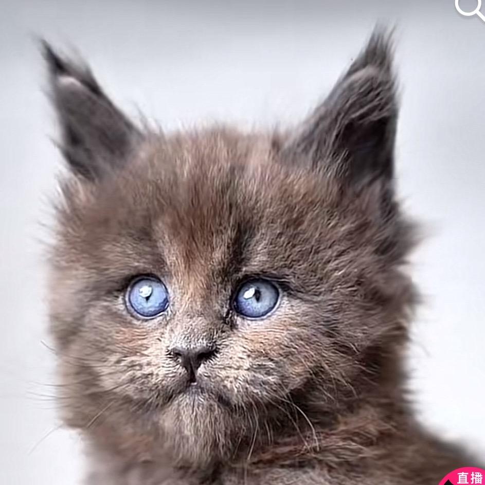 多个朋友（缅因场）