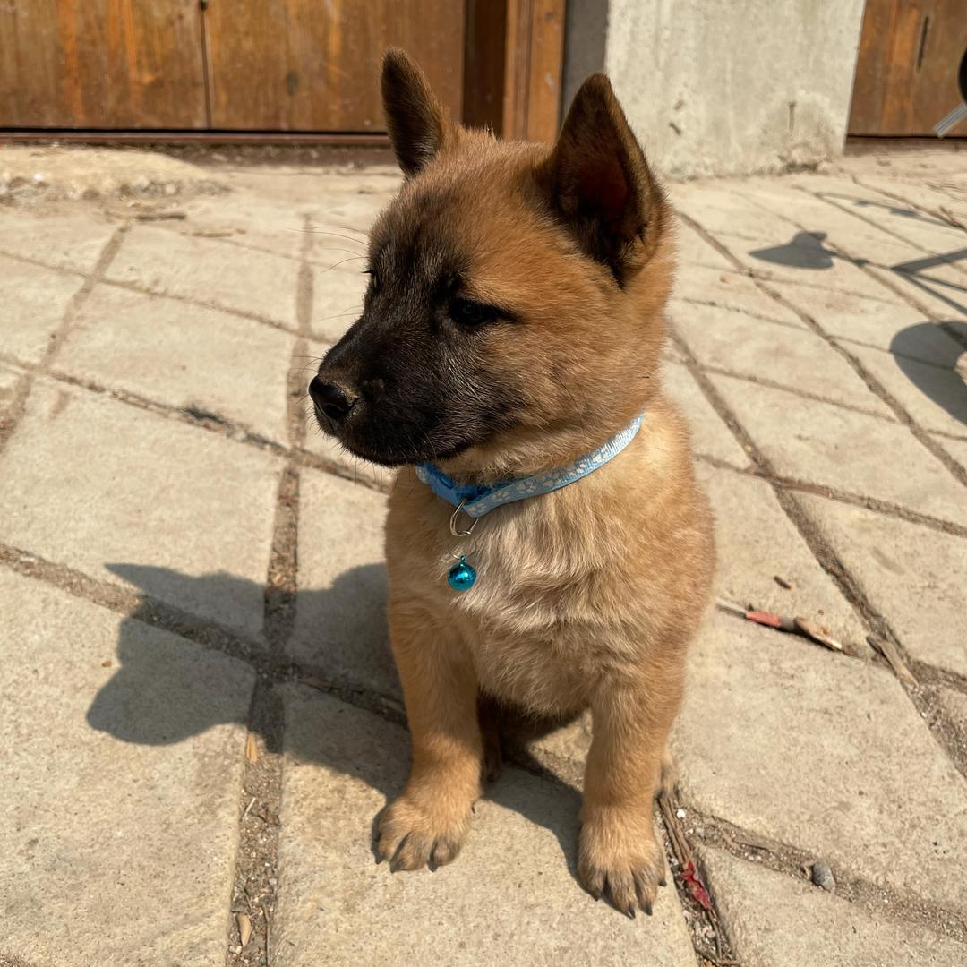 调皮小黑🐶