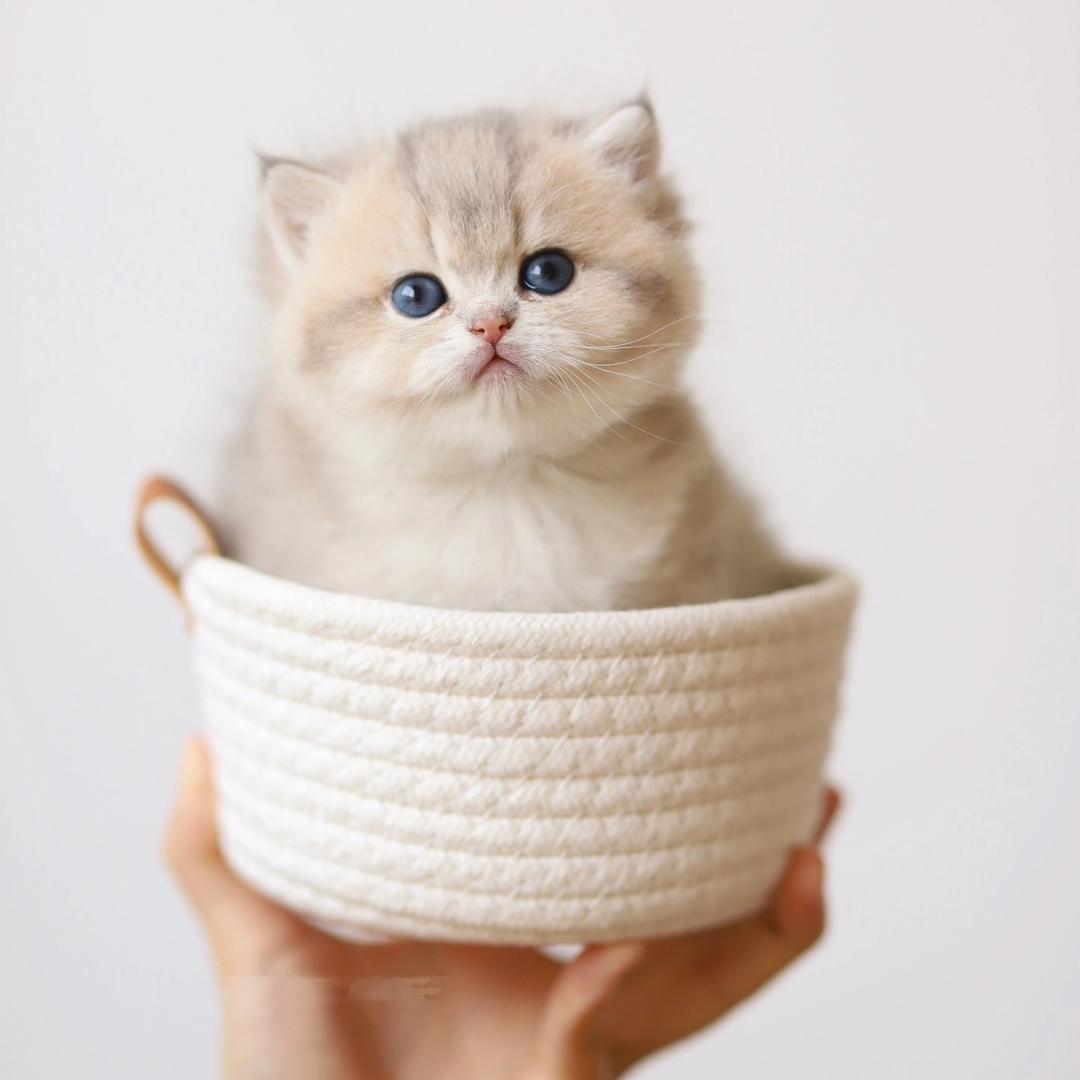 汪喵宠业-小梨【繁育级】