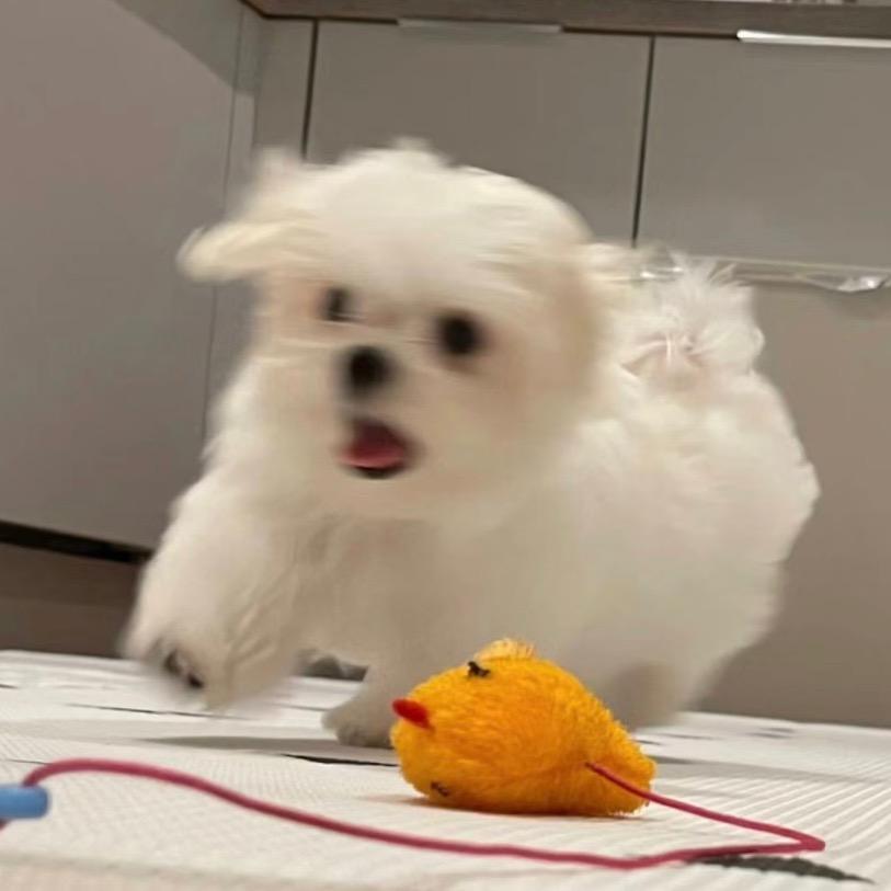 lu lu