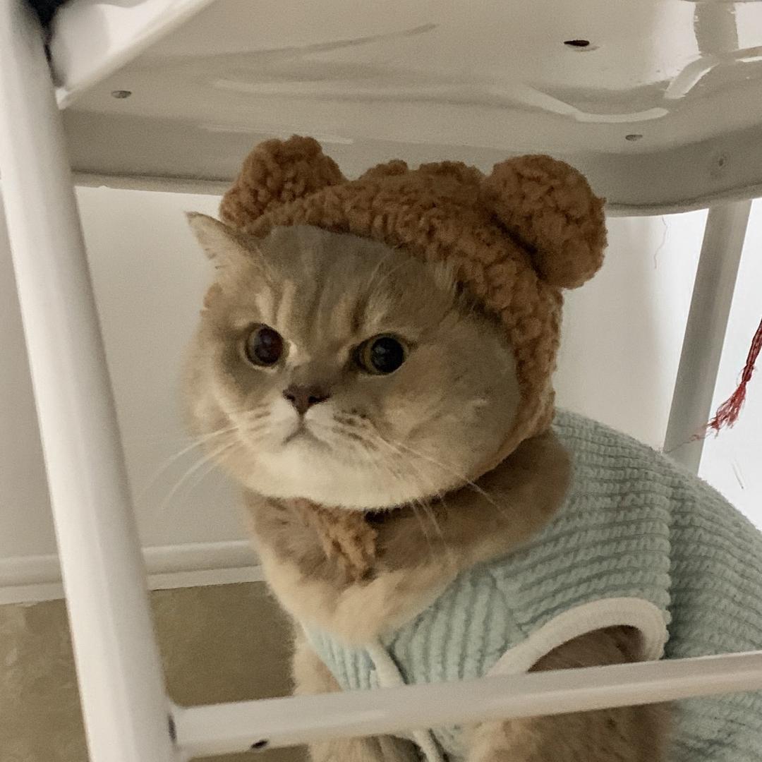 猫猫大王喝咖啡