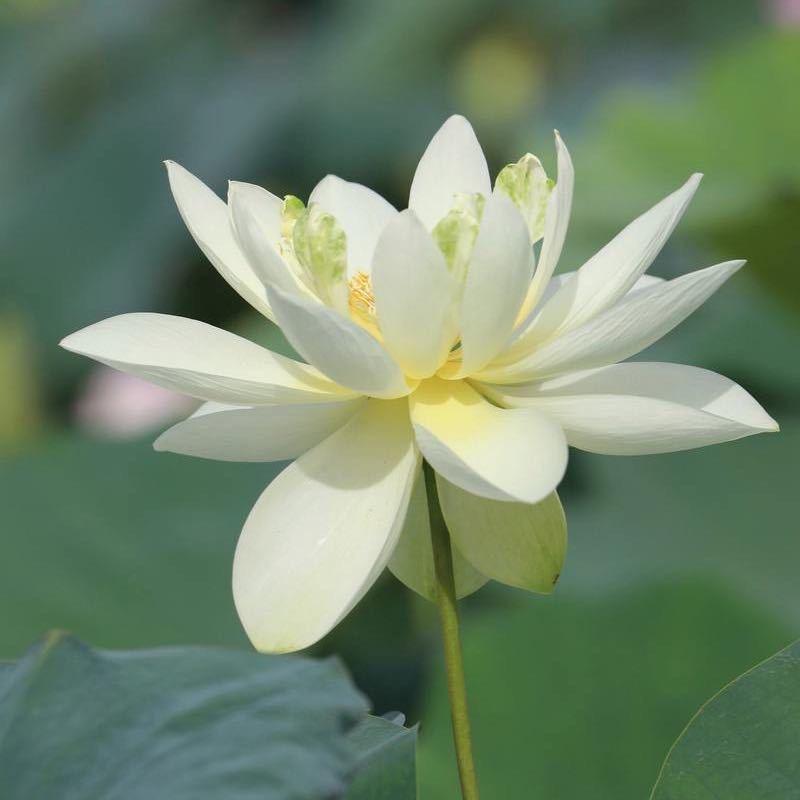 花开富贵🌹