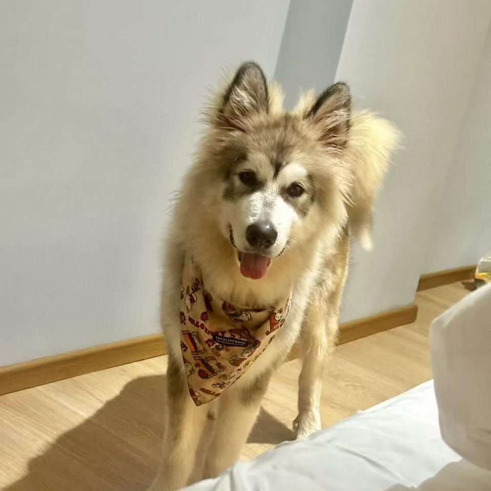 海丰广喜宠物日用品精选铺