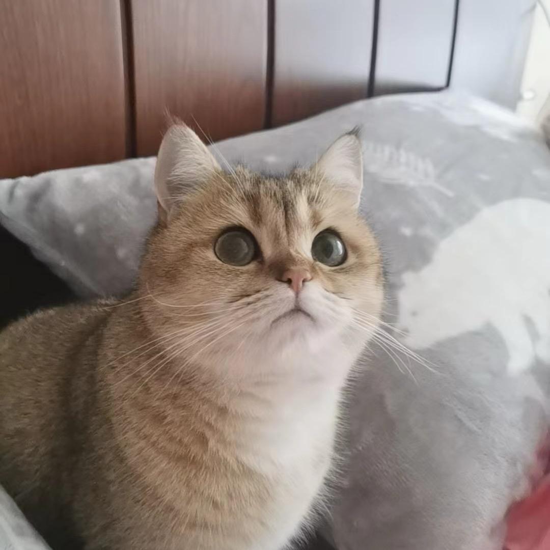 彪哥