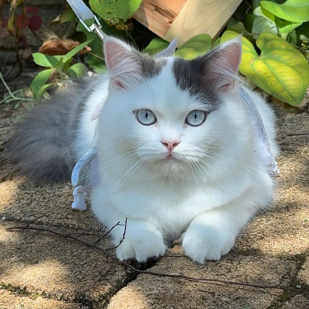 毛豆是猫咪