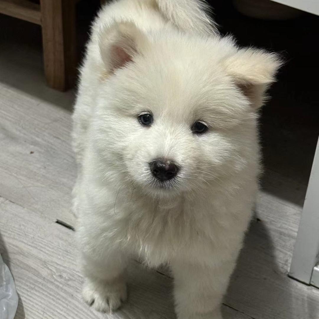小陈土松田园犬