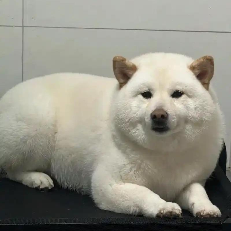 小YY
