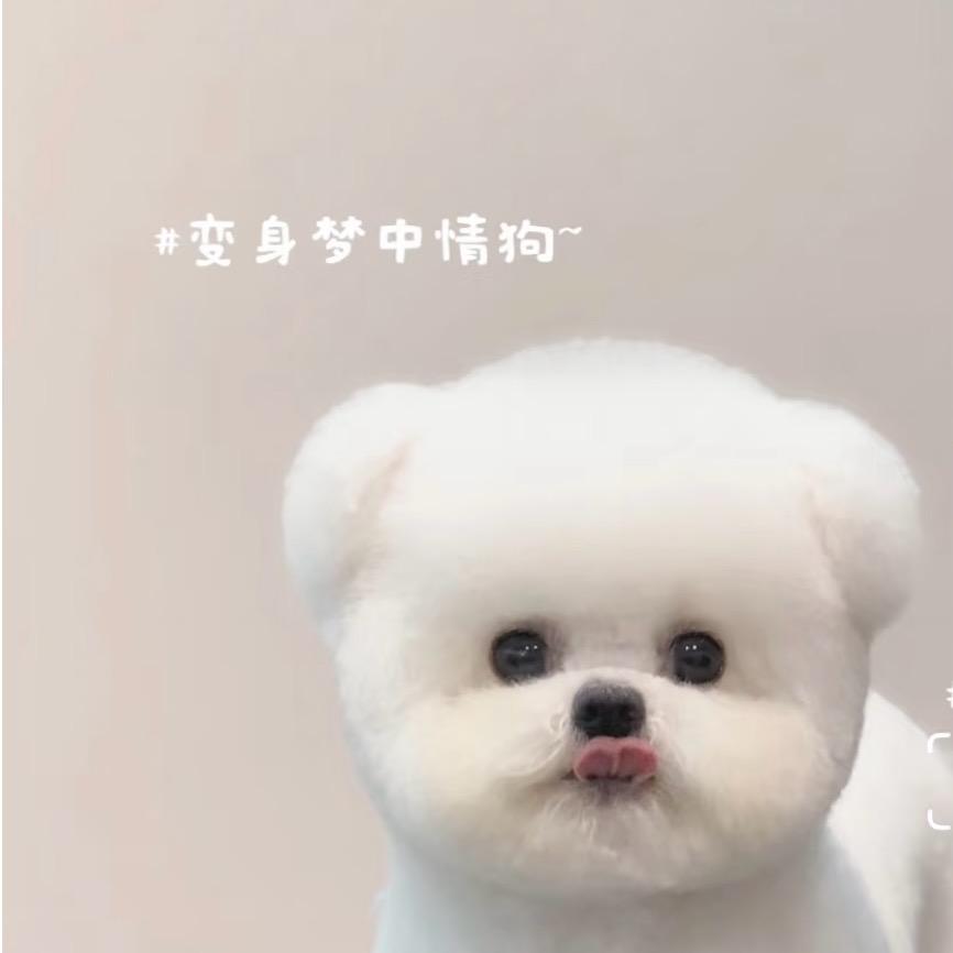 哈尼家的比熊