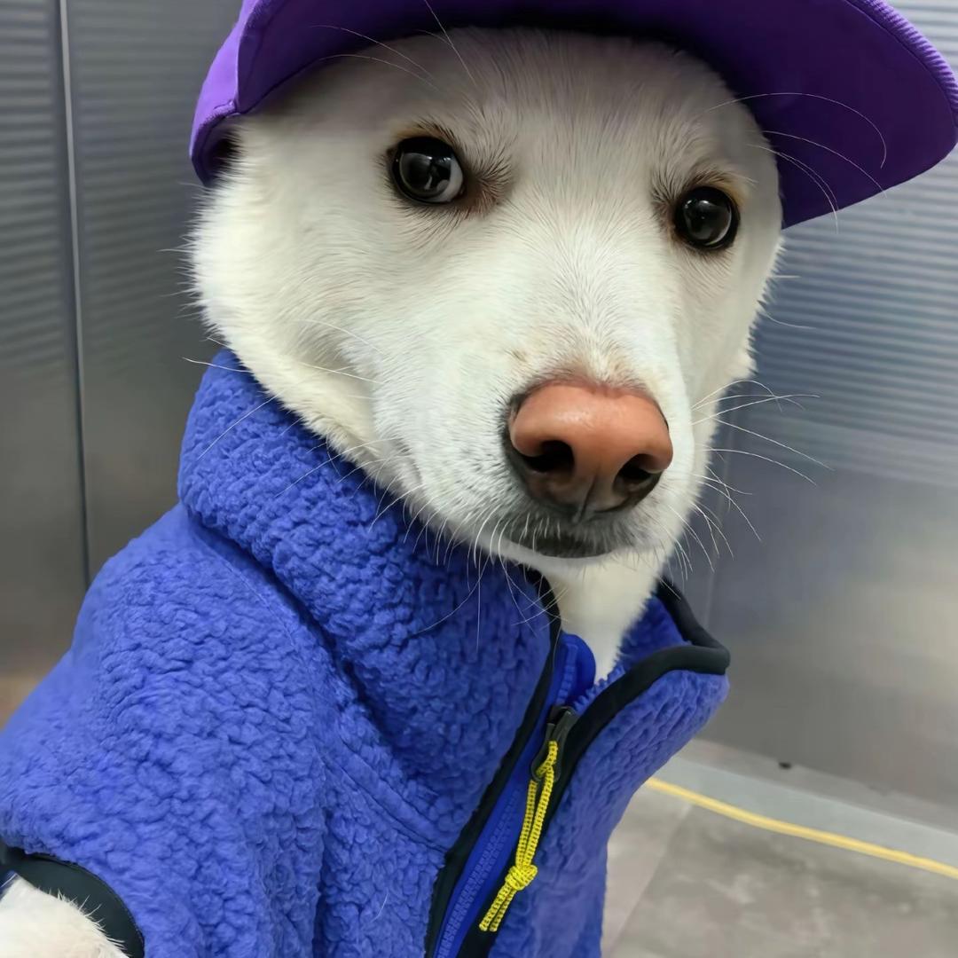 小紫帽