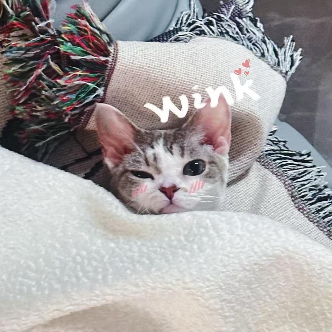 YG说德文