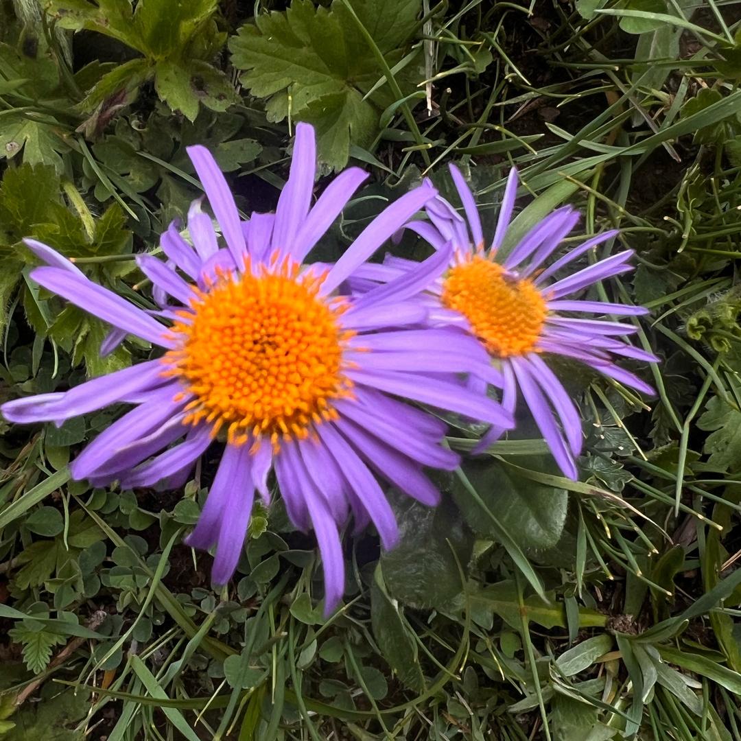 མགུ་ར། 旺加 🐾