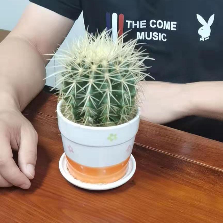 大哥刘、