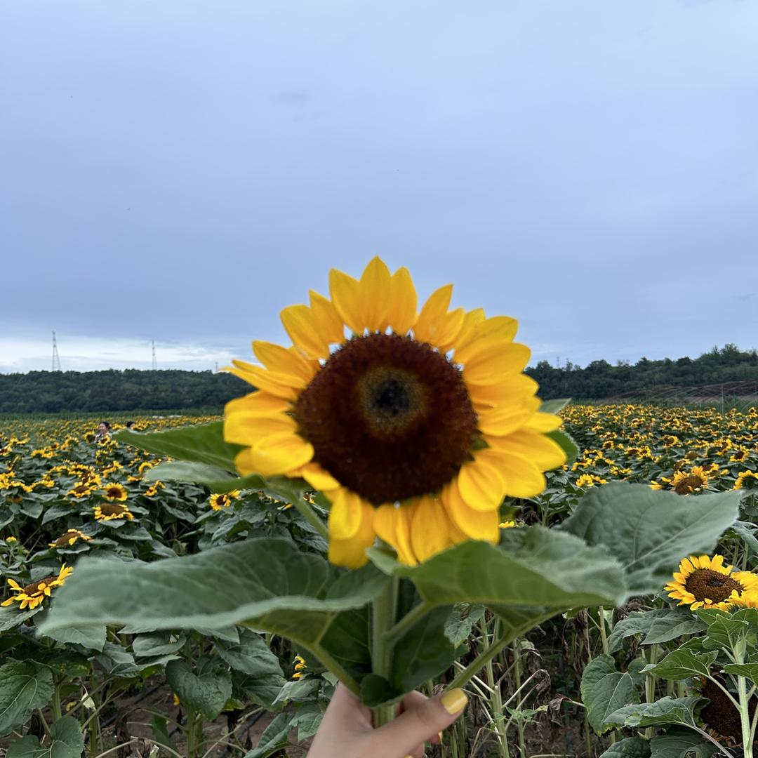 晓昩鼎盛源滋补养生专卖店