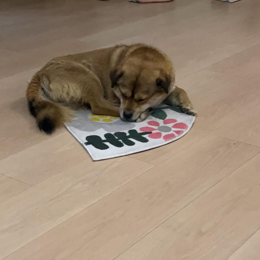 樱桃小丸子。