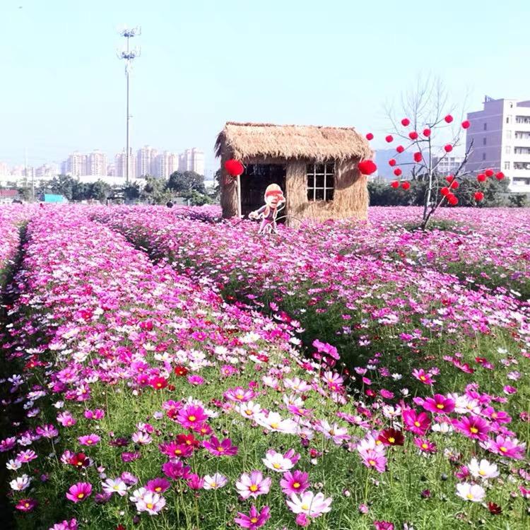 追属芳菲专卖店