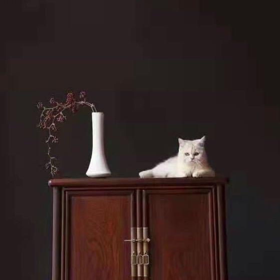 老猫