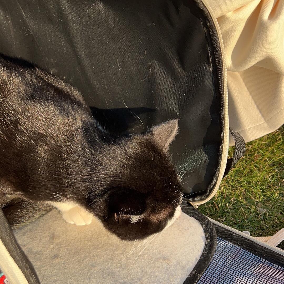 天涯何处无芳草