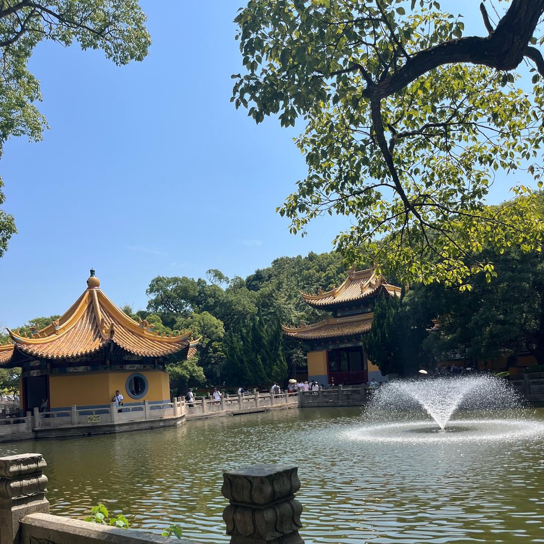 心刘🪷莲开