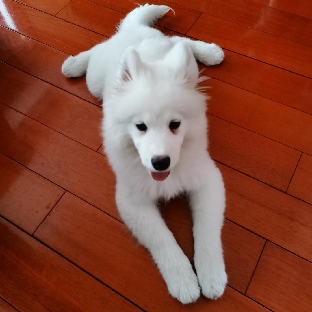 向阳花开开呀呀