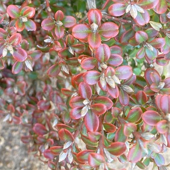 悦淞园艺珍珠黄杨黄山松