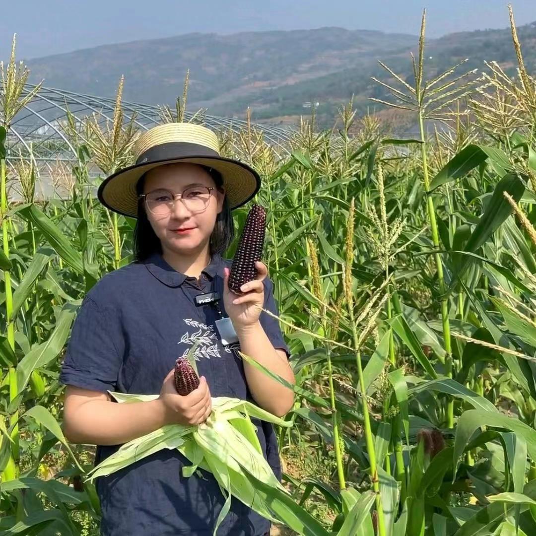 杨小杨的甜糯小玉米