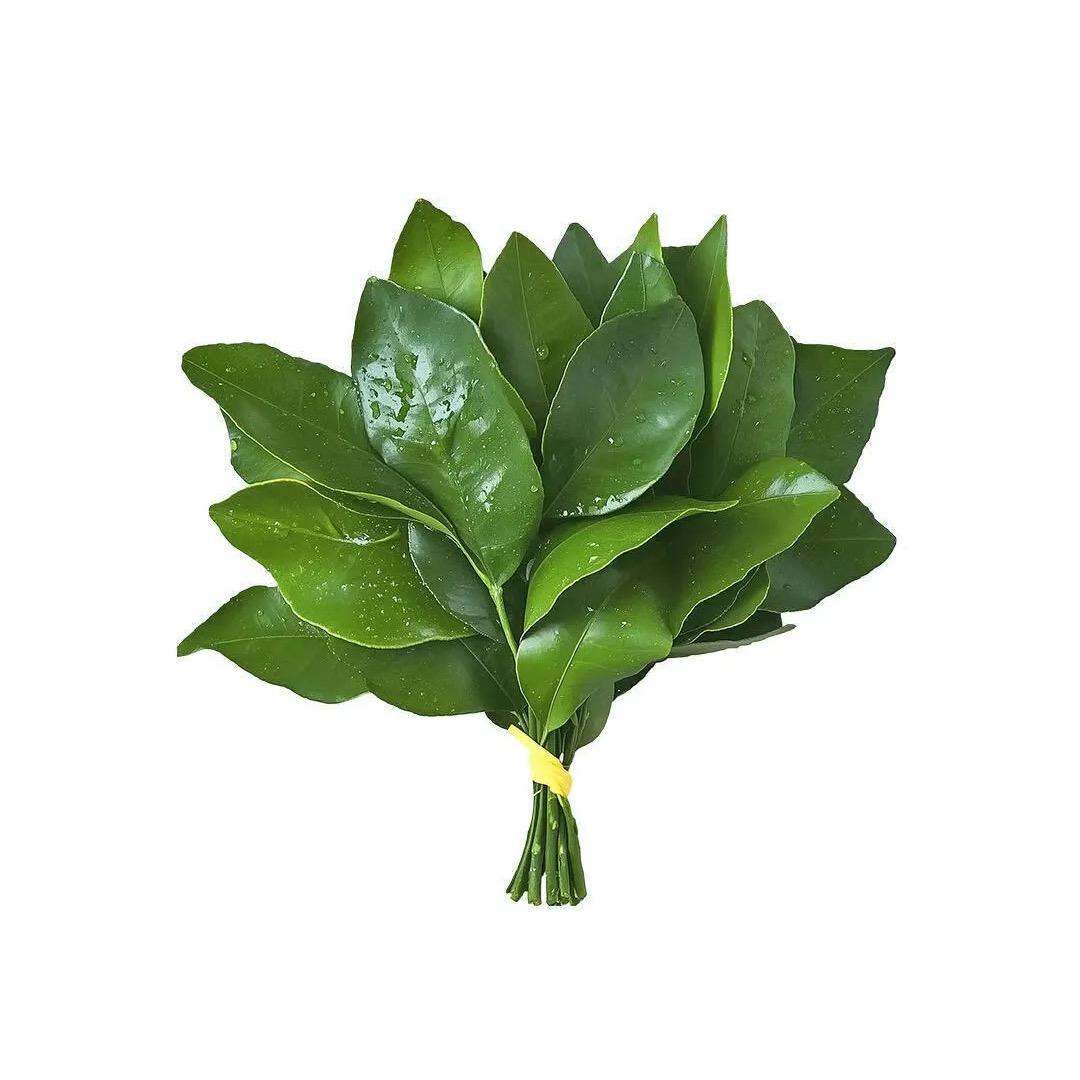 一把叶子🍃