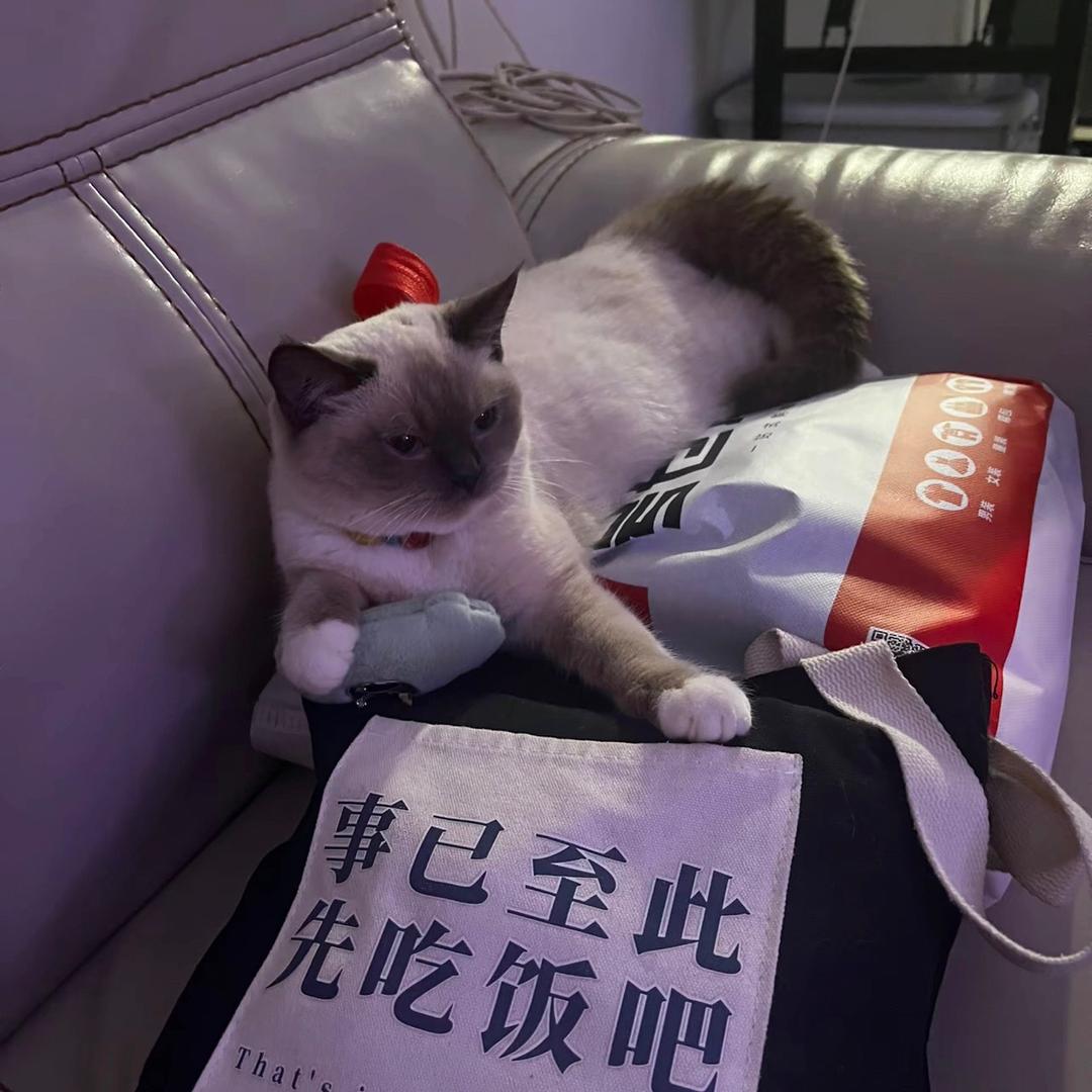 一条汤神咪