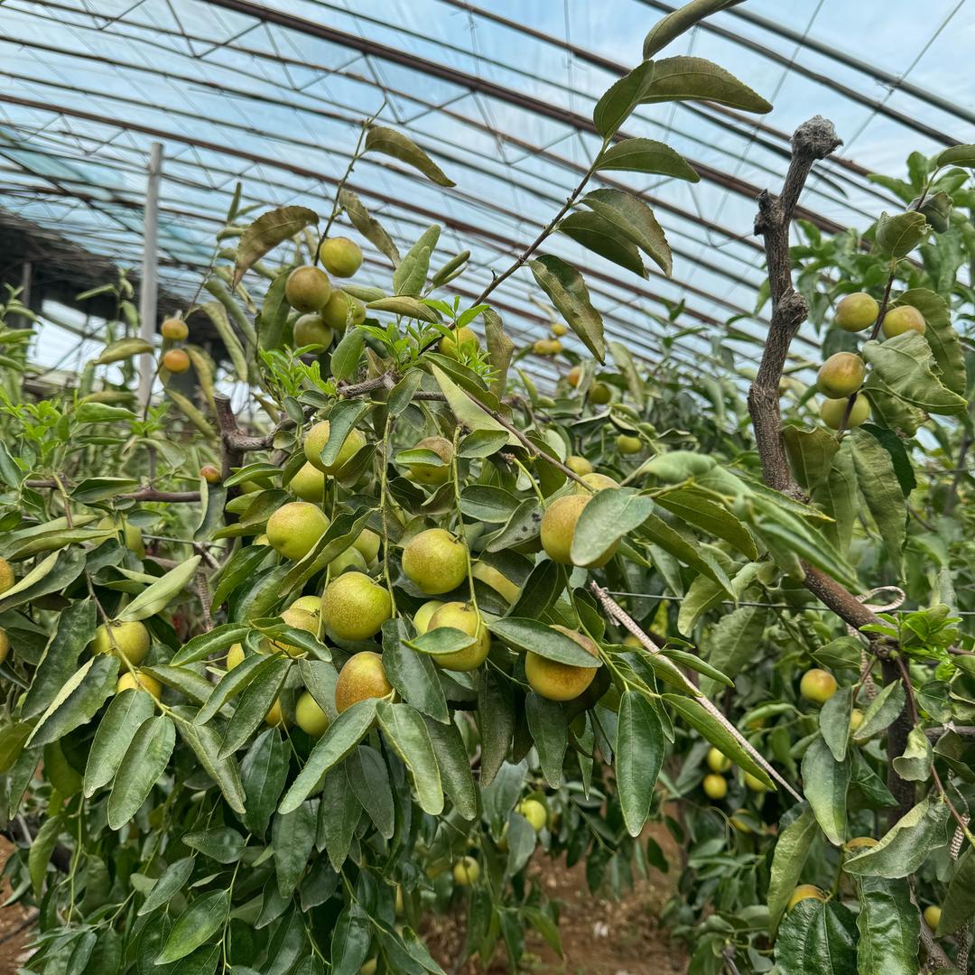 （大荔冬枣）老百姓水果