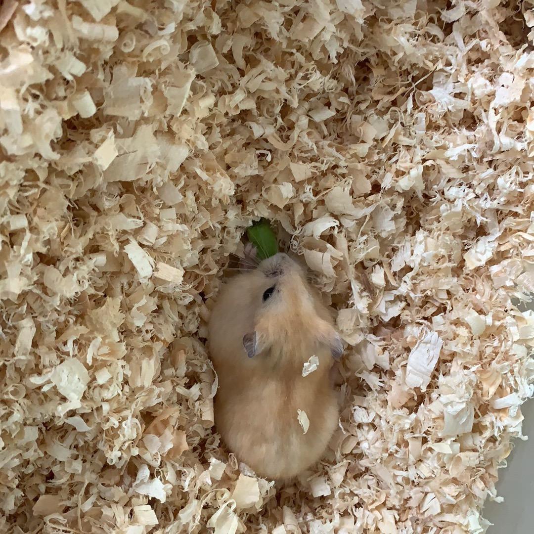 liu/.^