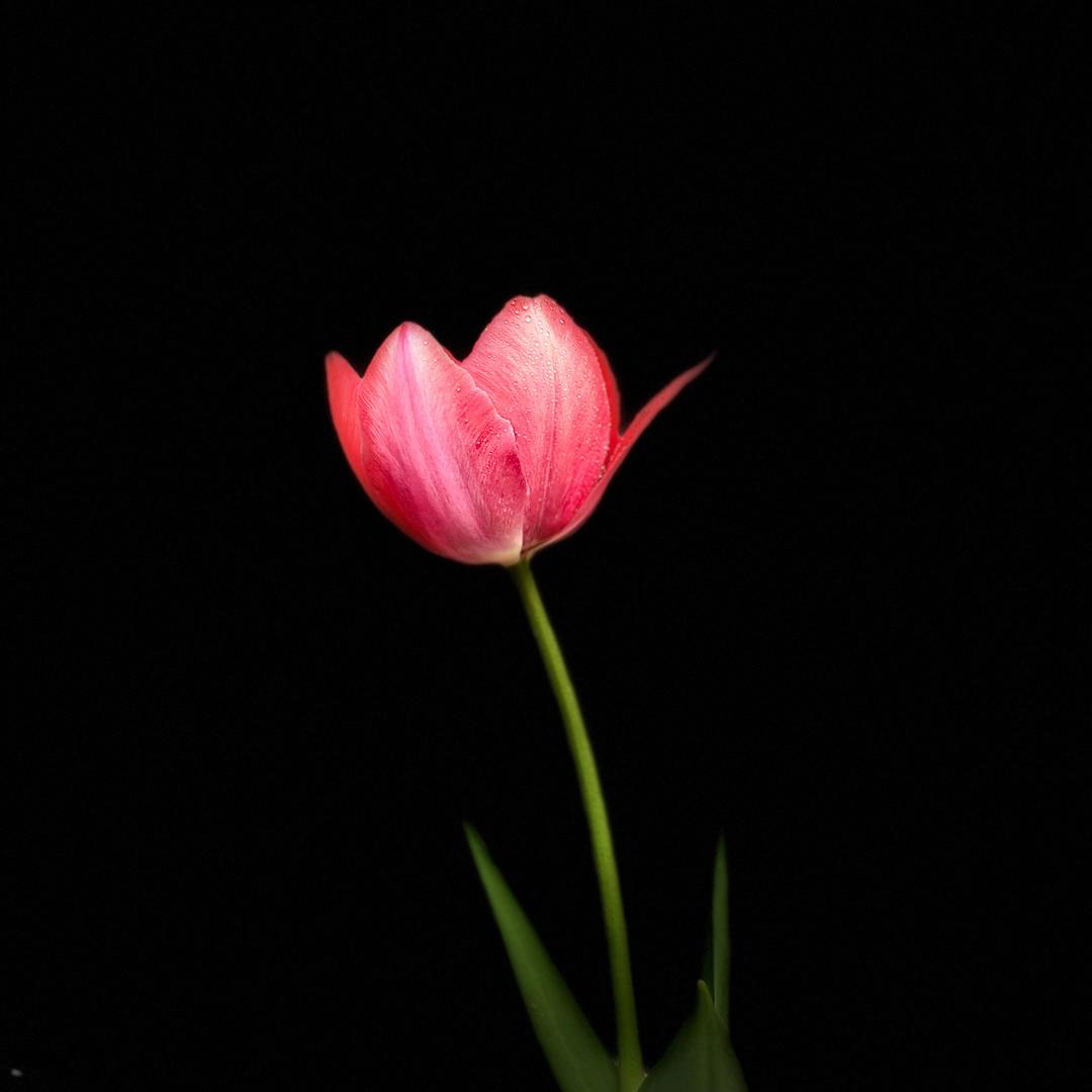 七鱼