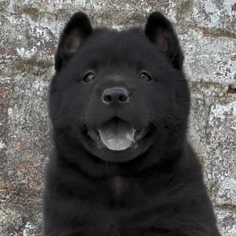 田园犬汪汪队
