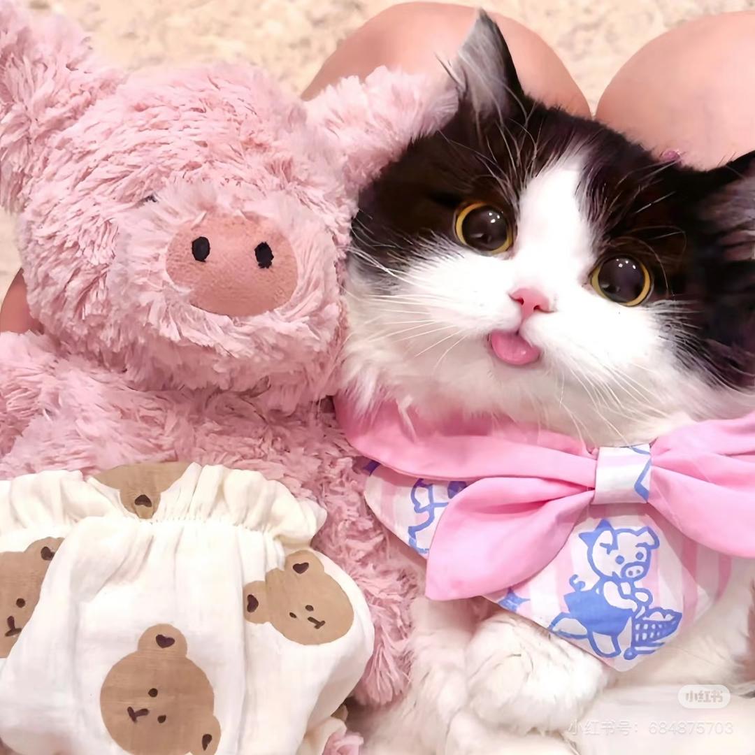 养猫的小胖子😘