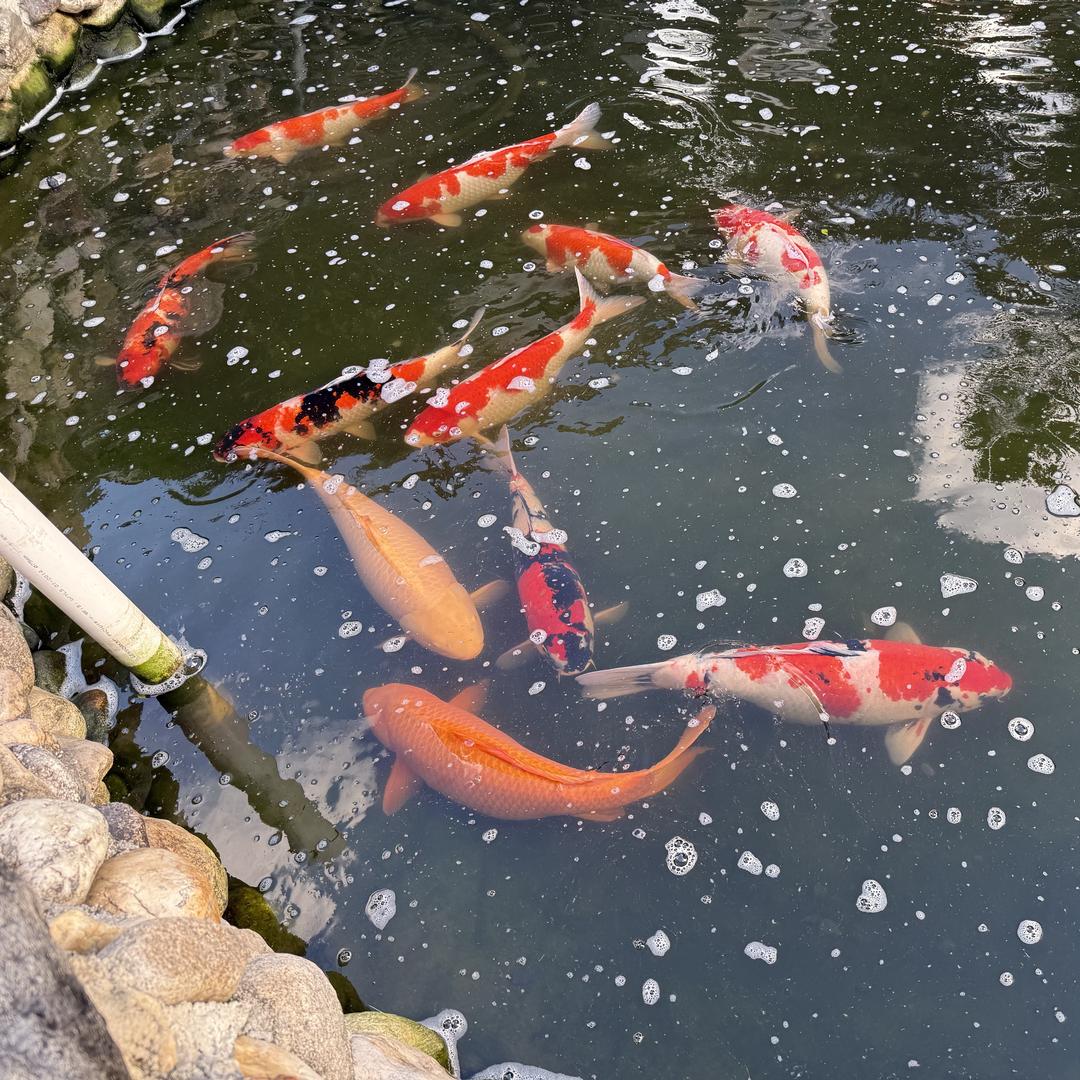 孤独的外向患者