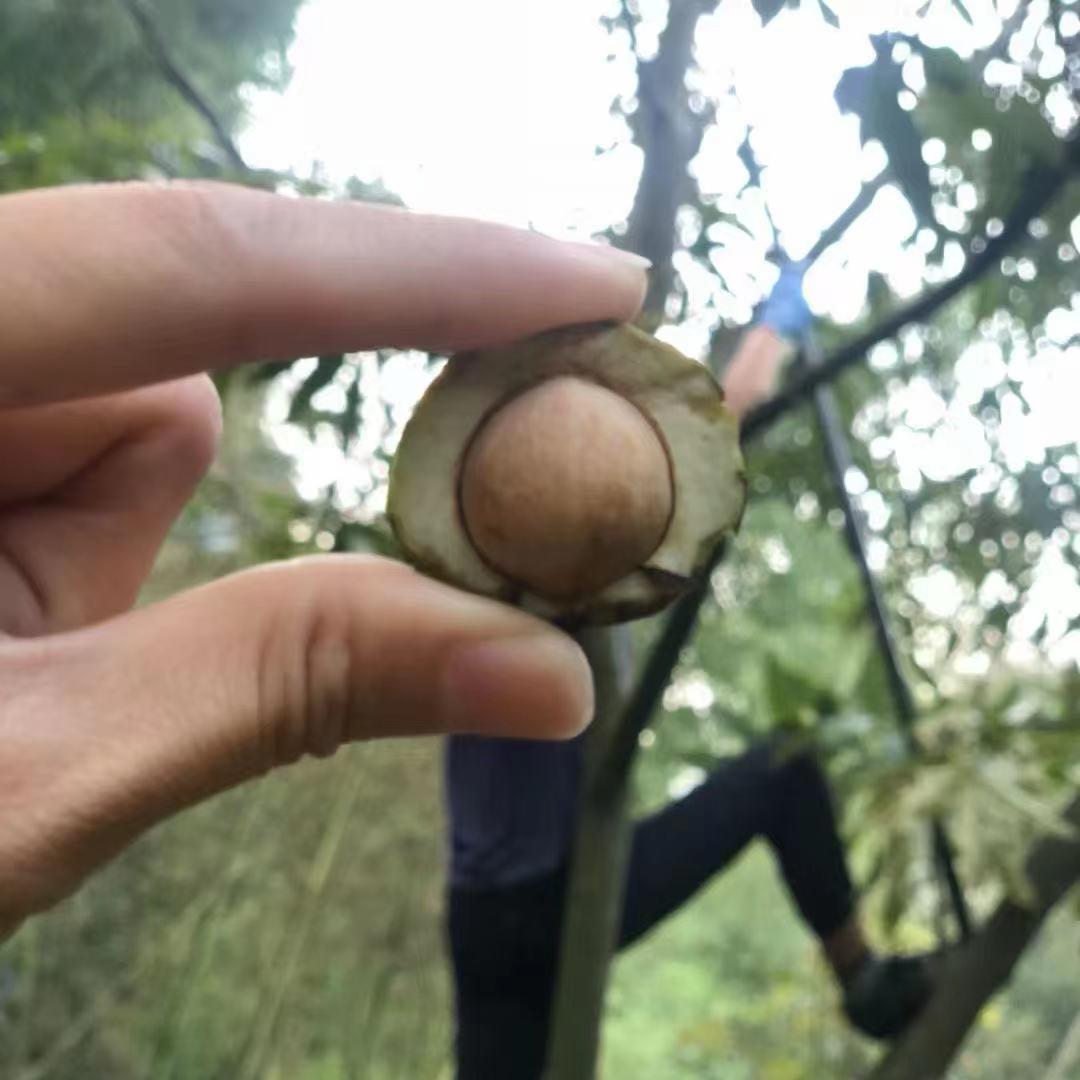 风中细雨
