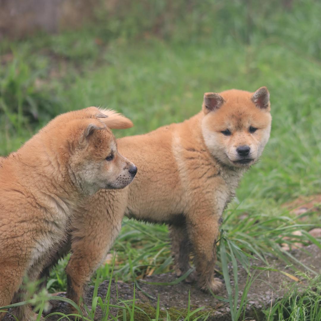田园犬巡游记