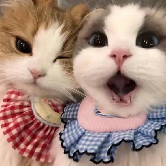 skye小猫咪呀