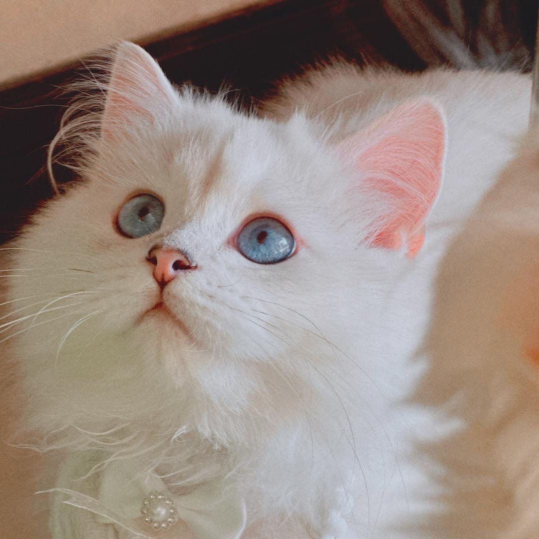 好运小猫