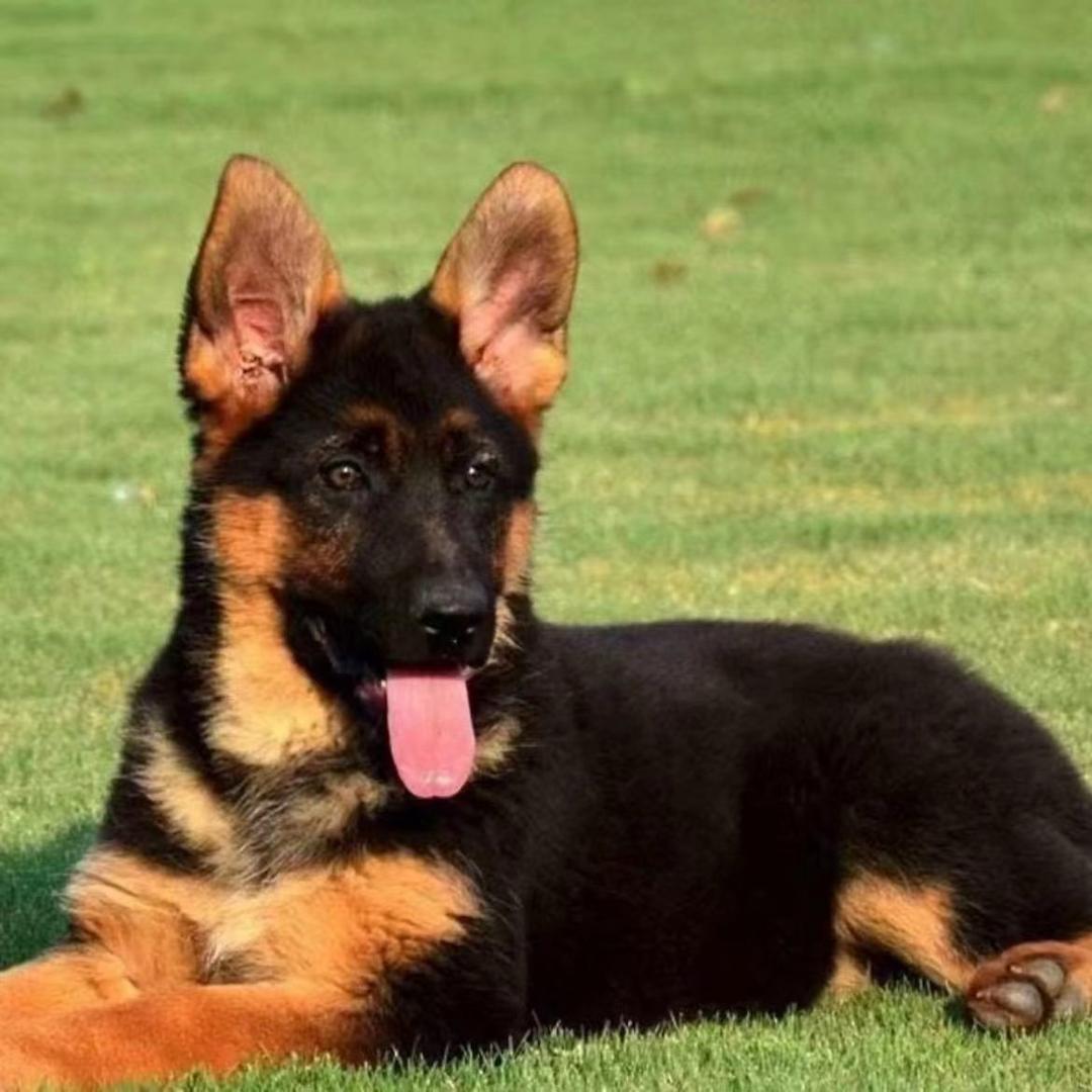 天牧犬舍