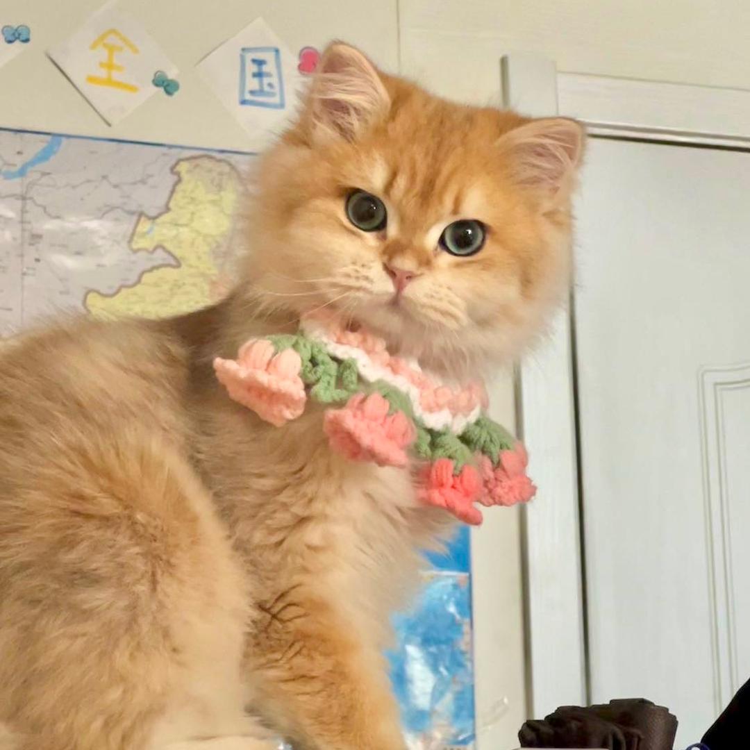 一只叫六六的猫