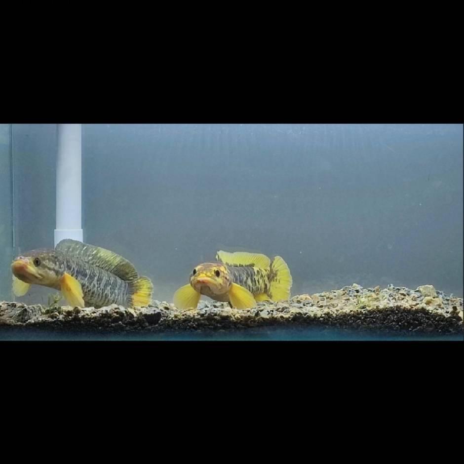 18水族精选
