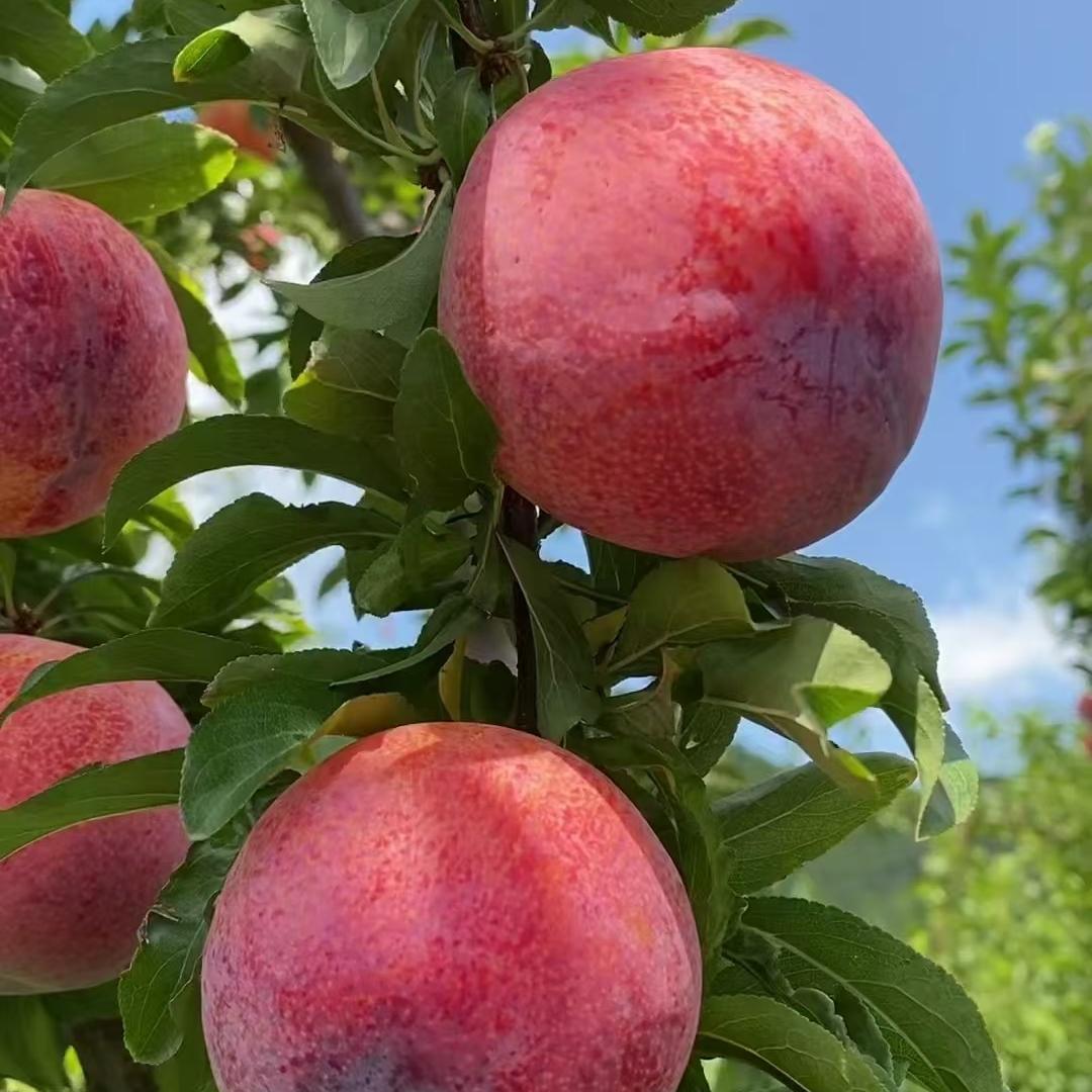 是道果树苗木专营店优选