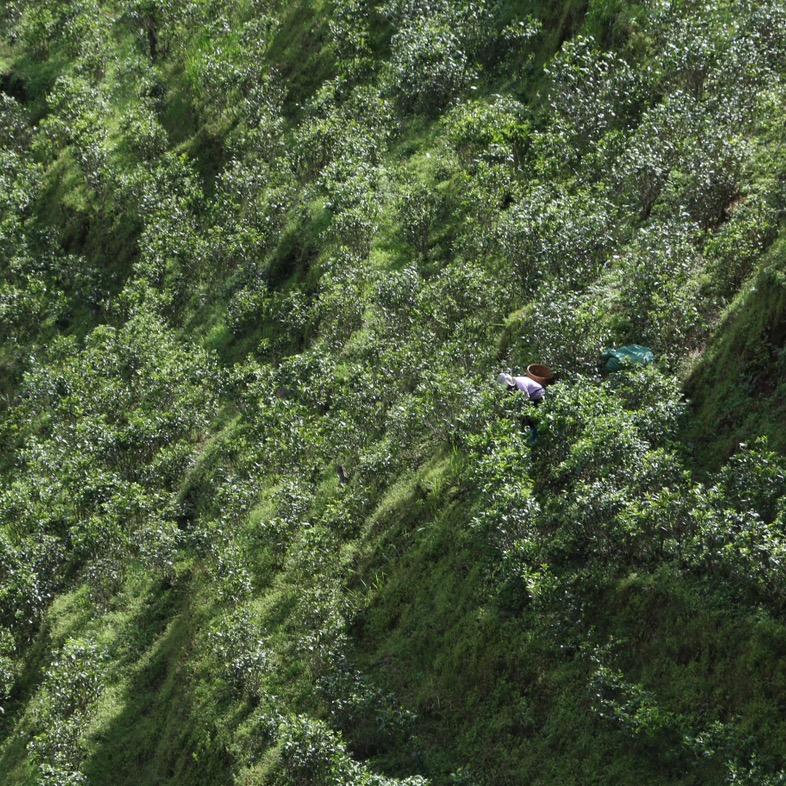 千源茶业直播间
