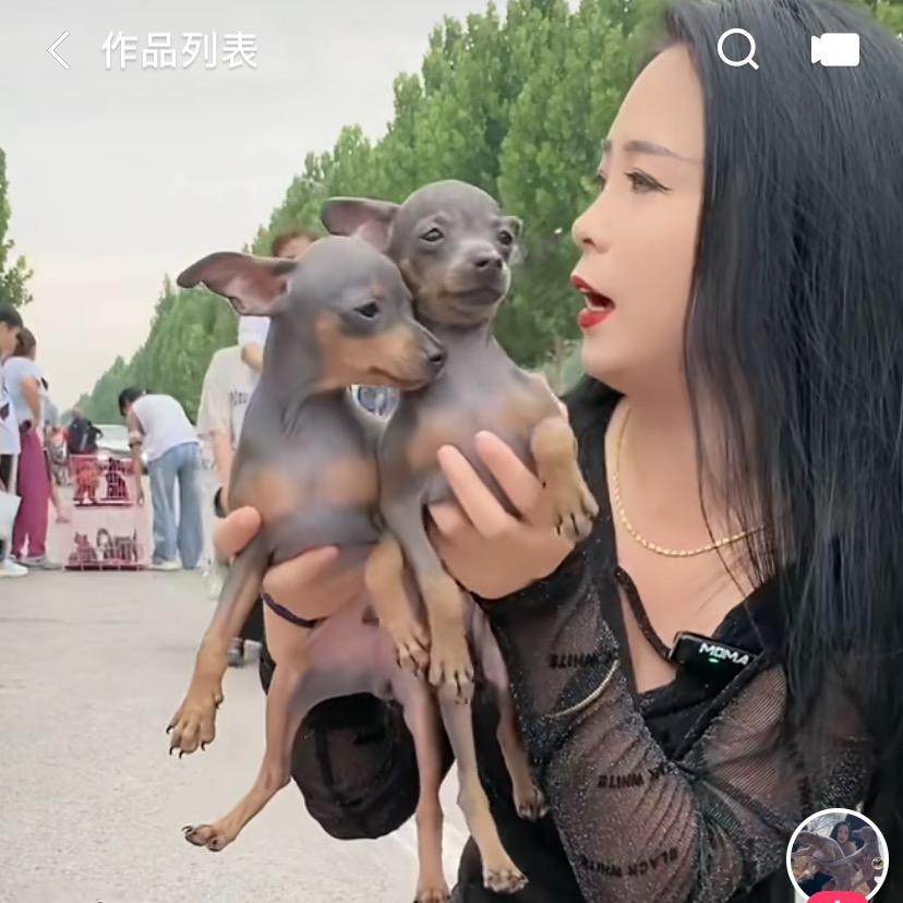 小任淘狗记