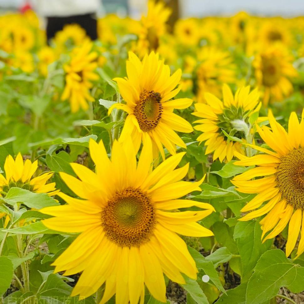 向日葵🌻
