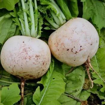 马马蔬菜